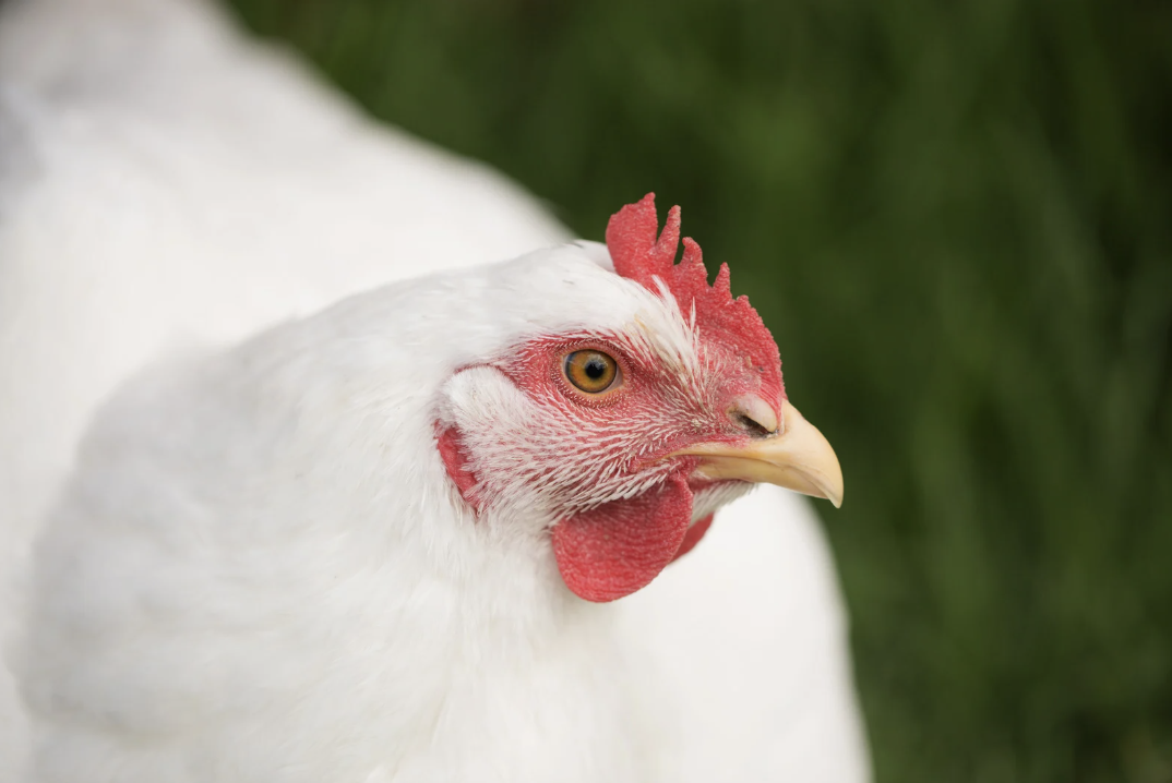 Regenerative Agriculture is More Than a Buzzword