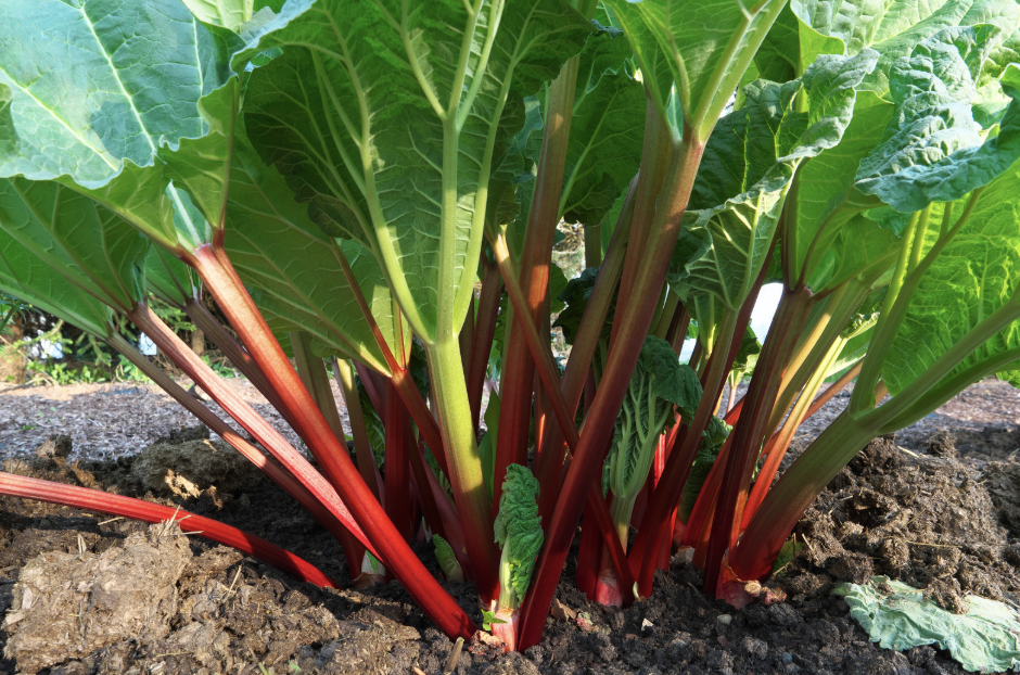 Gluten-Free Rhubarb Tart – A Simple Ontario Spring Dessert
