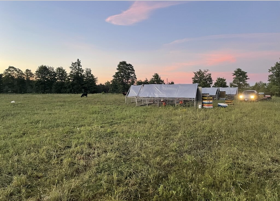 Free Range vs Pasture Raised: What’s the Real Difference?