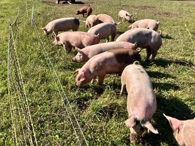 Why We Let Pigs Be Pigs: About Ethical, Pasture-Raised Pork