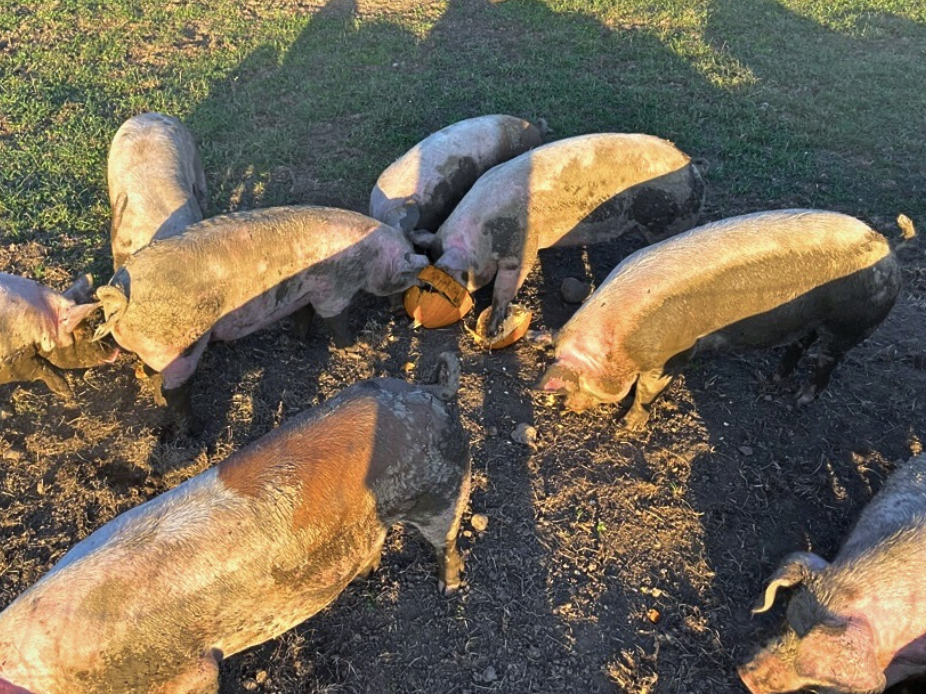 The Peanut Trap and the “One Bad Day” – Lessons from the Farm