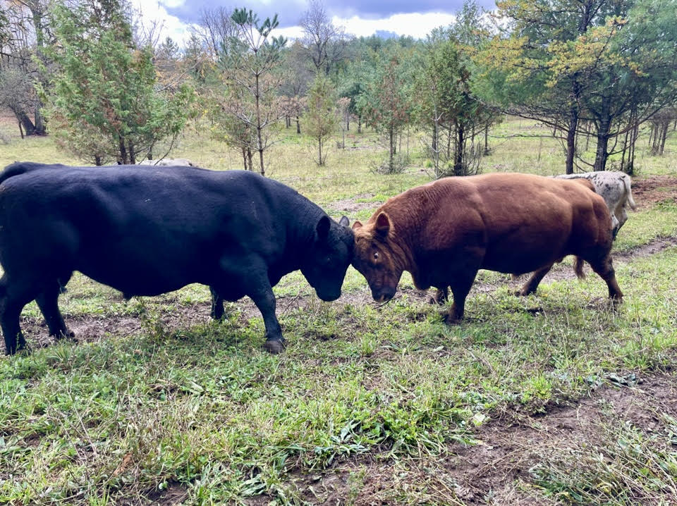 Reuniting the Herd and Preparing for Winter in Ontario